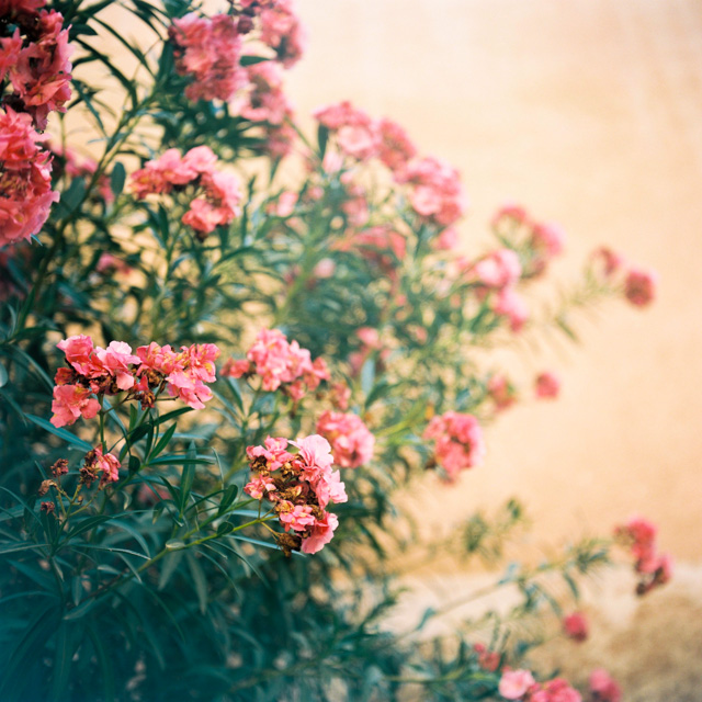 film photography marrakech morocco hanke arkenbout