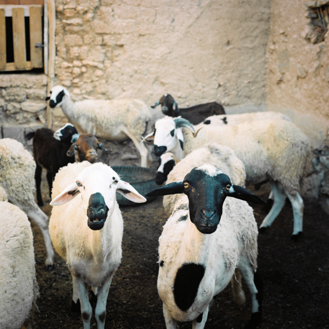 film photography marrakech morocco hanke arkenbout